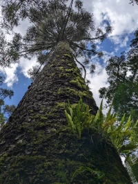 Araucária